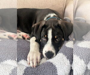 Labrador Retriever-Unknown Mix Dogs for adoption in New London, WI, USA