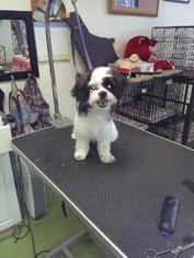 Medium Photo #1 Shih Tzu Puppy For Sale in San Bernardino, CA, USA