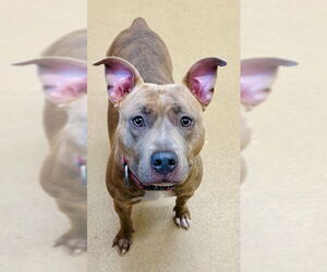 American Pit Bull Terrier Dogs for adoption in Derwood, MD, USA