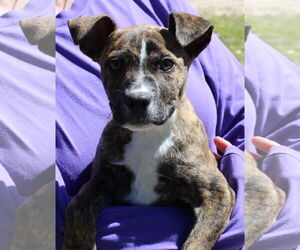 Black Mouth Cur-Retriever Mix Dogs for adoption in Prattville, AL, USA