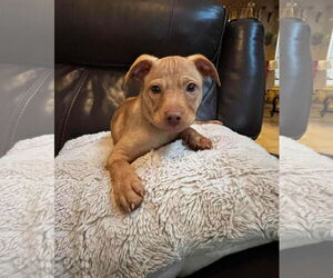 Chihuahua-Unknown Mix Dogs for adoption in Princeton, MN, USA