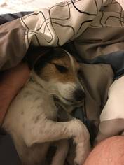 Jack Russell Terrier Dogs for adoption in Woodland, CA, USA