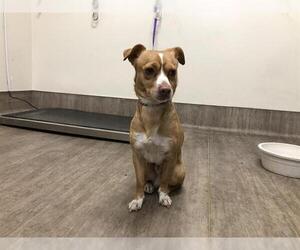 Chihuahua Dogs for adoption in Pasadena, CA, USA