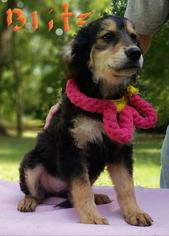 Medium Photo #5 German Shepherd Dog-Unknown Mix Puppy For Sale in SHERBURNE, NY, USA