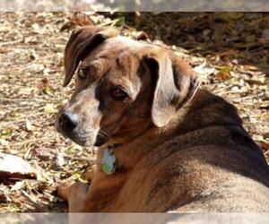 Plott Hound-Unknown Mix Dogs for adoption in Monterey, VA, USA