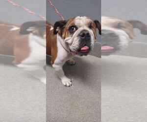 American Bulldog-Unknown Mix Dogs for adoption in Las Vegas, NV, USA