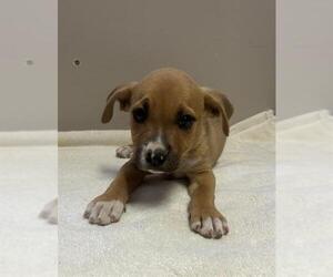 American Pit Bull Terrier Dogs for adoption in Redlands, CA, USA