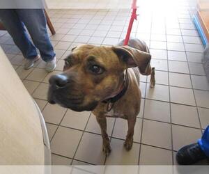 Boxer-Unknown Mix Dogs for adoption in Ocala, FL, USA
