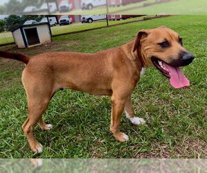 Black Mouth Cur-Unknown Mix Dogs for adoption in Grovetown, GA, USA