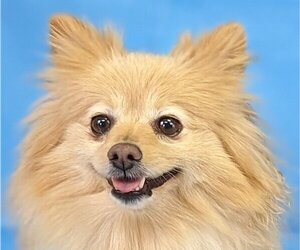 Pomeranian Dogs for adoption in Canton, CT, USA