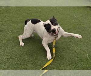 American Pit Bull Terrier-Unknown Mix Dogs for adoption in Las Vegas, NV, USA
