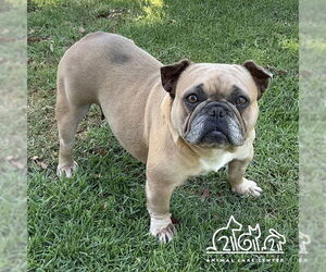 French Bulldog-Unknown Mix Dogs for adoption in Irvine, CA, USA