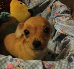 Medium Photo #1 Chihuahua Puppy For Sale in Baton Rouge, LA, USA