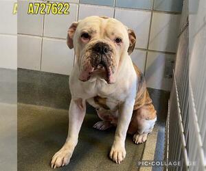 American Bulldog Dogs for adoption in San Antonio, TX, USA