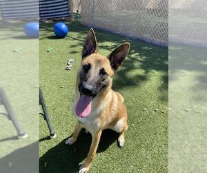 Mutt Dogs for adoption in Chula Vista, CA, USA