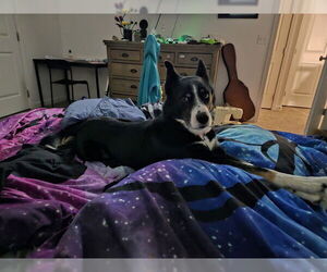 Labrador Retriever-Unknown Mix Dogs for adoption in Ogden, UT, USA