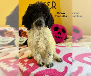 Poodle (Standard) Dogs for adoption in Studio City, CA, USA