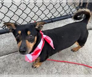 Dachshund-Unknown Mix Dogs for adoption in Tulsa, OK, USA