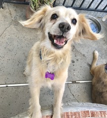 Cocker Spaniel Dogs for adoption in Mission viejo, CA, USA