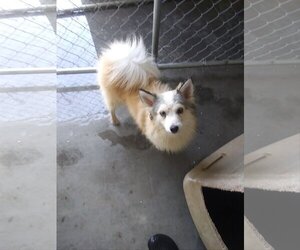 Pomsky Dogs for adoption in Bonifay, MO, USA