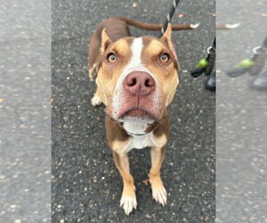 American Staffordshire Terrier Dogs for adoption in Lawrenceville, NJ, USA