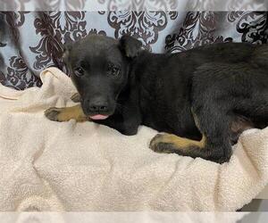 German Shepherd Dog-Unknown Mix Dogs for adoption in Modesto, CA, USA