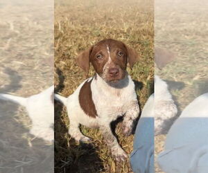 Lab-Pointer Dogs for adoption in Harrison, AR, USA