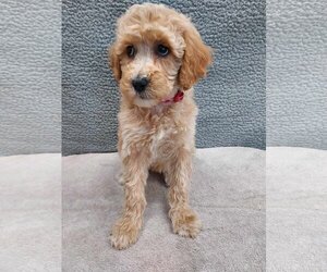 Poodle (Standard) Dogs for adoption in Lincolnwood, IL, USA