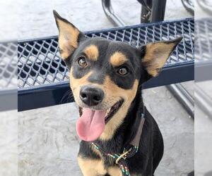 Miniature Pinscher-Unknown Mix Dogs for adoption in Houston, TX, USA