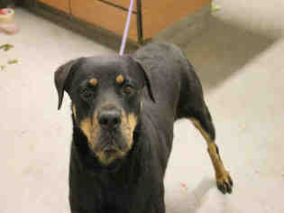 Rottweiler Dogs for adoption in Modesto, CA, USA