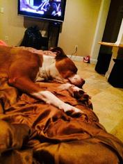 American Pit Bull Terrier Dogs for adoption in Savannah, NY, USA