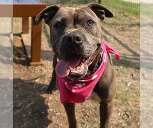 American Staffordshire Terrier-Unknown Mix Dogs for adoption in San Antonio, TX, USA