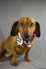 Dachshund-Unknown Mix Dogs for adoption in Pearland, TX, USA