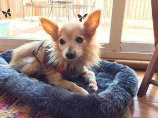 Pomeranian Dogs for adoption in Durham, NC, USA