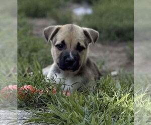 Mutt Dogs for adoption in pomfret, CT, USA