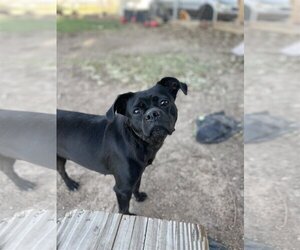Puggle Dogs for adoption in El Centro, CA, USA