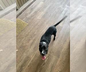 Mutt Dogs for adoption in San Antonio, TX, USA