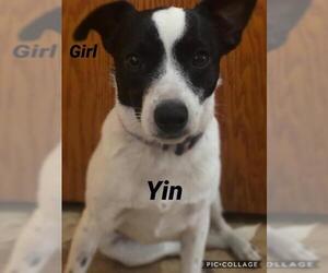 Jack-Rat Terrier Dogs for adoption in West Palm Beach, FL, USA