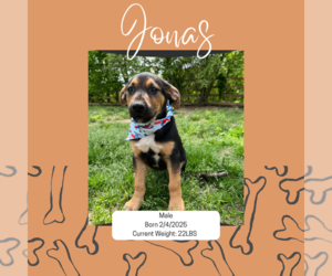 Mutt Dogs for adoption in Munford, TN, USA