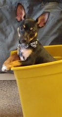 Chipin Dogs for adoption in Tonopah, AZ, USA