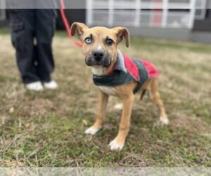 Mutt Dogs for adoption in Shelburne, VT, USA