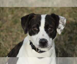 Lab-Pointer Dogs for adoption in Stafford, VA, USA