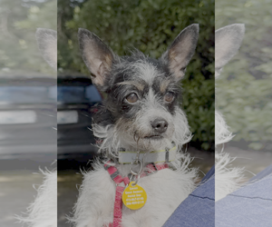 Mutt Dogs for adoption in Bellevue, WA, USA