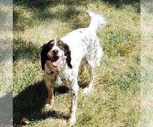 English Setter Dogs for adoption in Overland Park, KS, USA