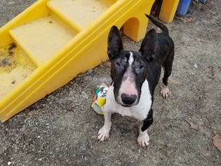 Bull Terrier Dogs for adoption in Hornell, NY, USA