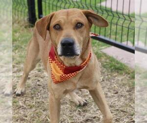 Mutt Dogs for adoption in San Antonio, TX, USA