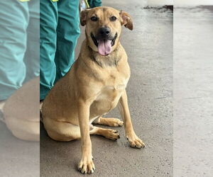 Mutt Dogs for adoption in Royal Palm Beach, FL, USA