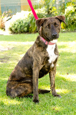 Sheprador Dogs for adoption in Marina del Rey, CA, USA