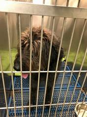 Labradoodle Dogs for adoption in Marine City, MI, USA