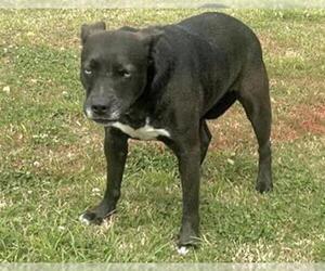 Labsky Dogs for adoption in Houston, TX, USA